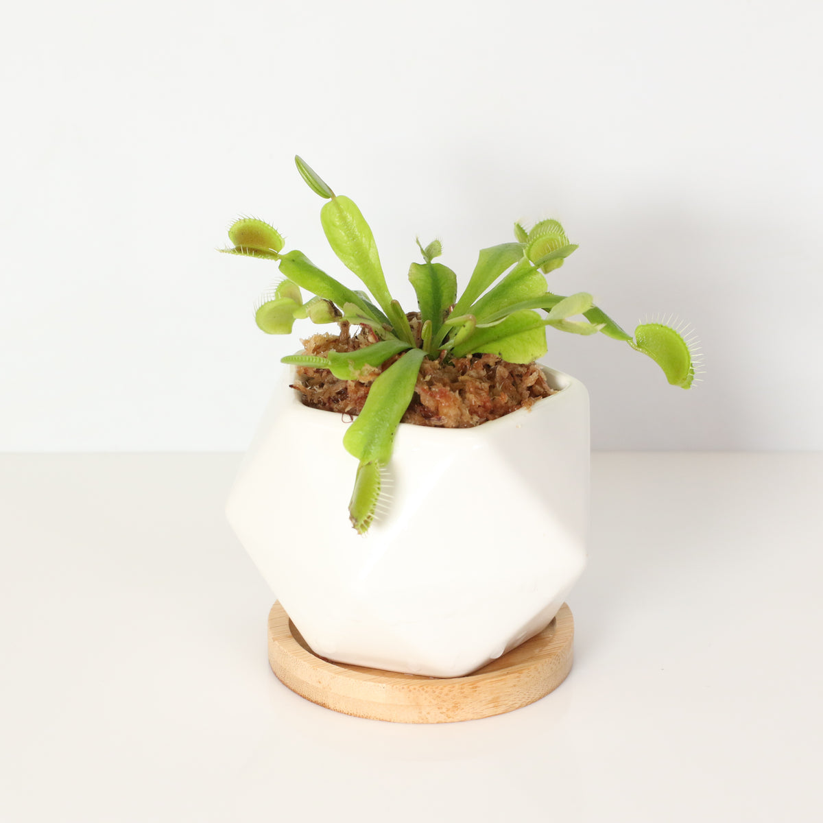 Green Venus Flytrap Carnivorous Plant