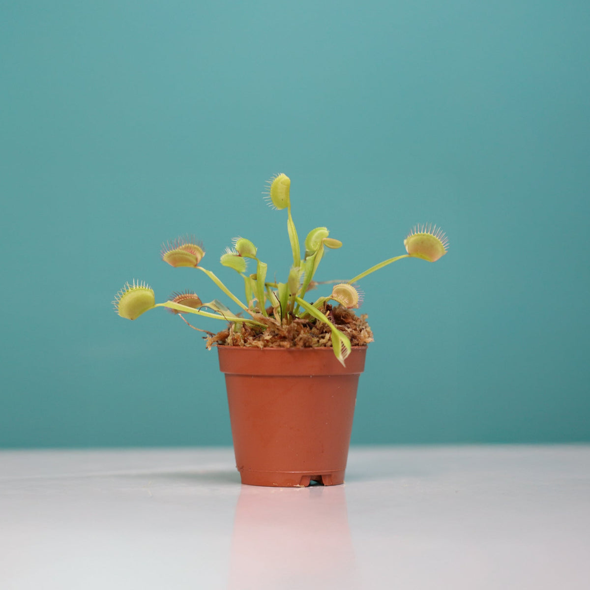 Green Venus Fly Trap