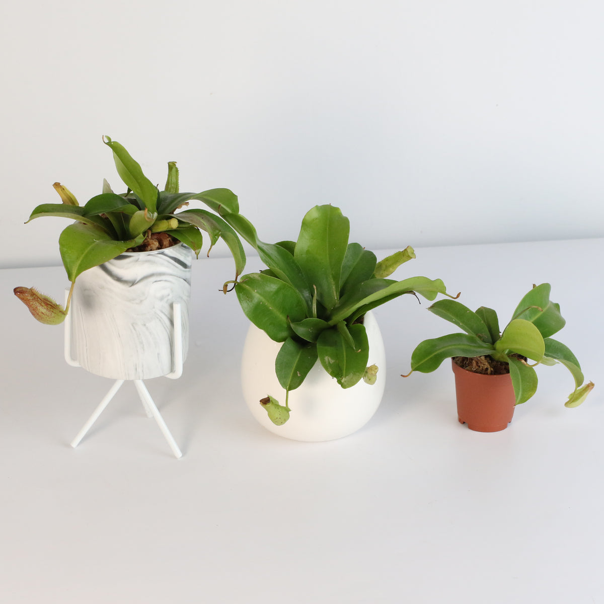 Tropical Pitcher Plant Nepenthes Miranda Carnivorous