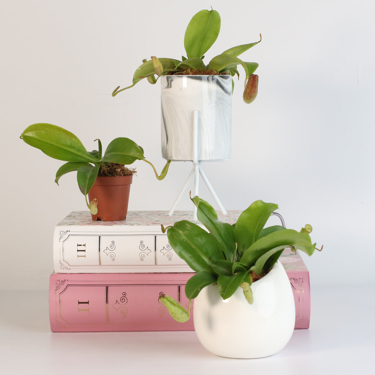 Tropical Pitcher Plant Nepenthes Miranda Carnivorous