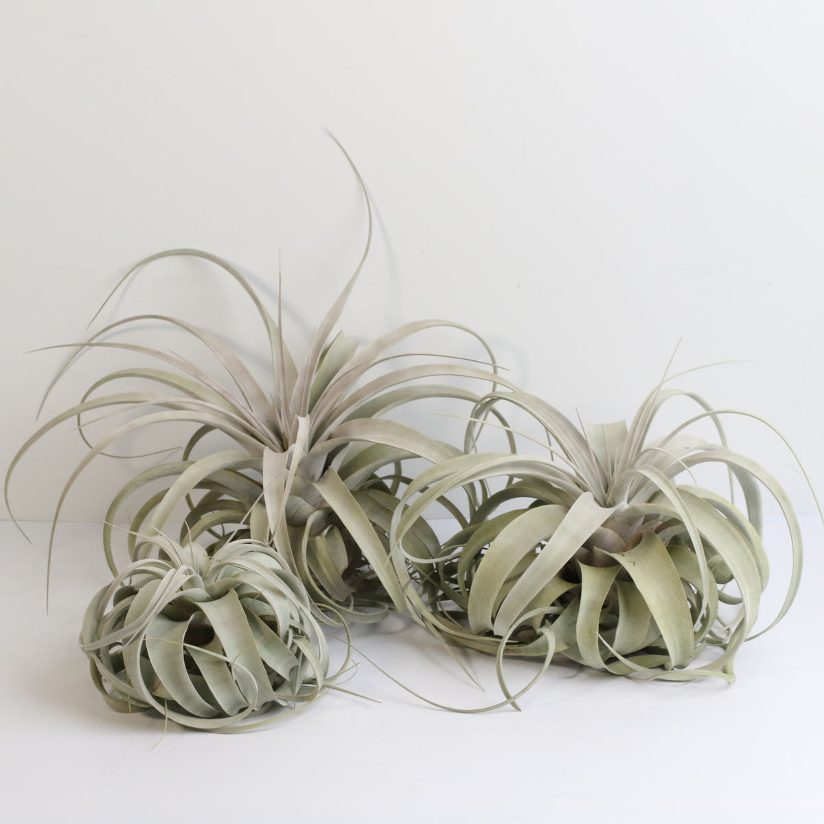Tillandsia Xerographica Air Plant