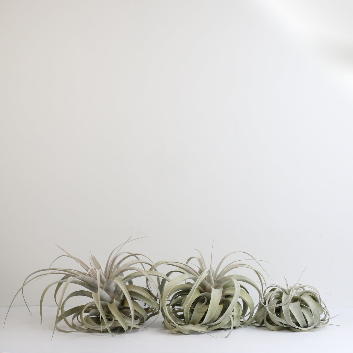Tillandsia Xerographica Air Plant