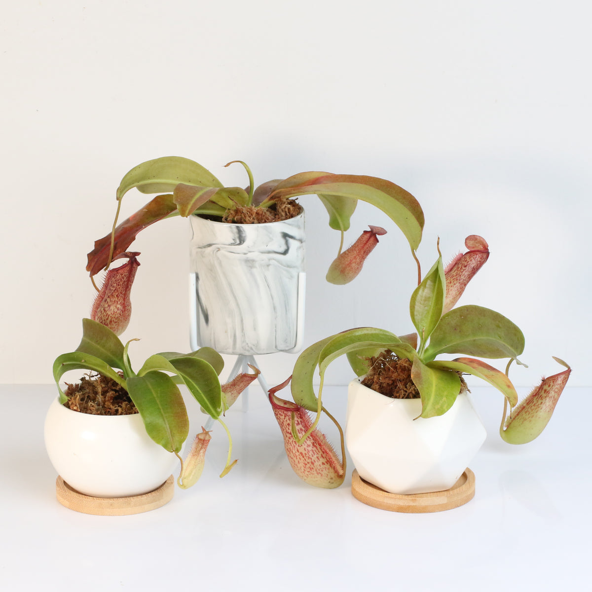 Tropical Pitcher Plant Nepenthes Miranda Carnivorous
