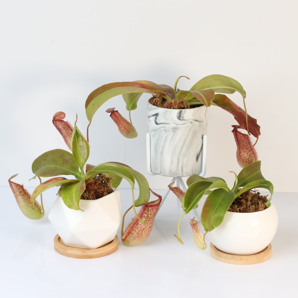 Tropical Pitcher Plant Nepenthes Miranda Carnivorous
