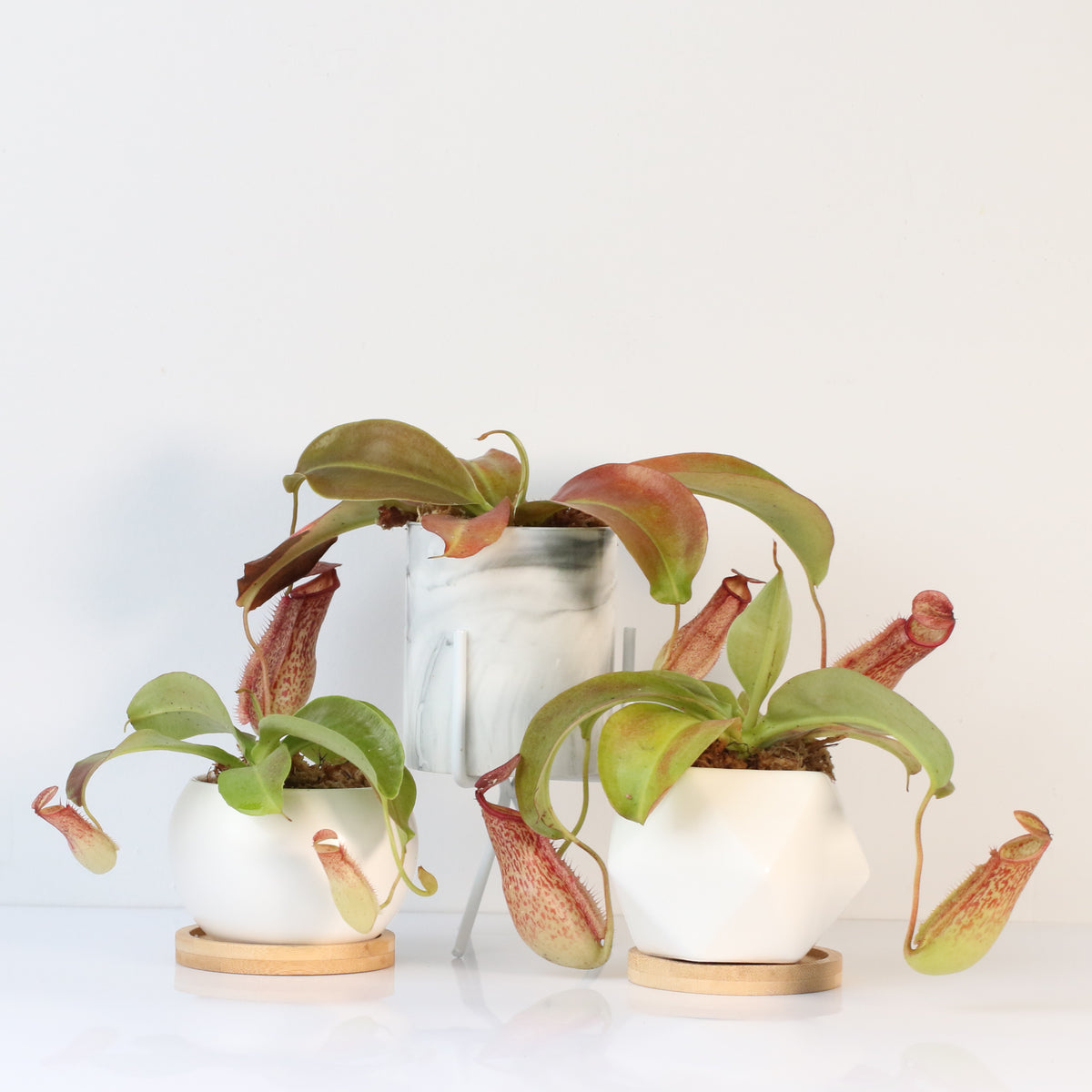 Tropical Pitcher Plant Nepenthes Miranda Carnivorous