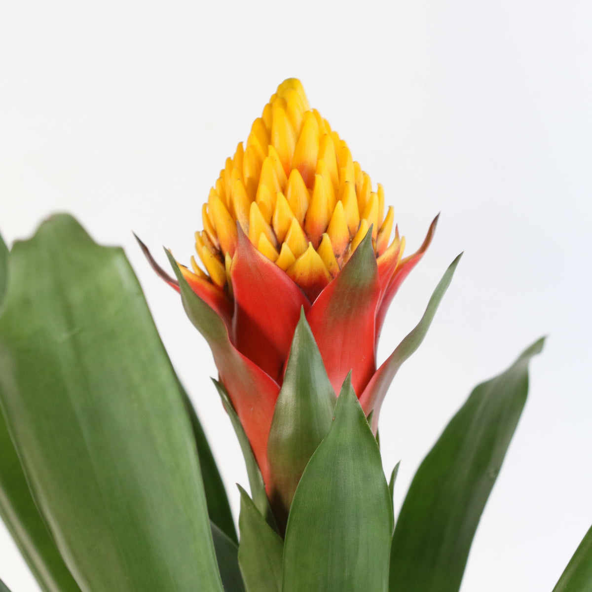 Guzmania Crown