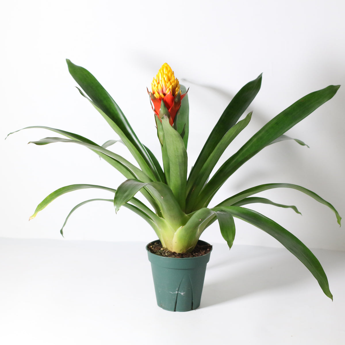 Guzmania Crown