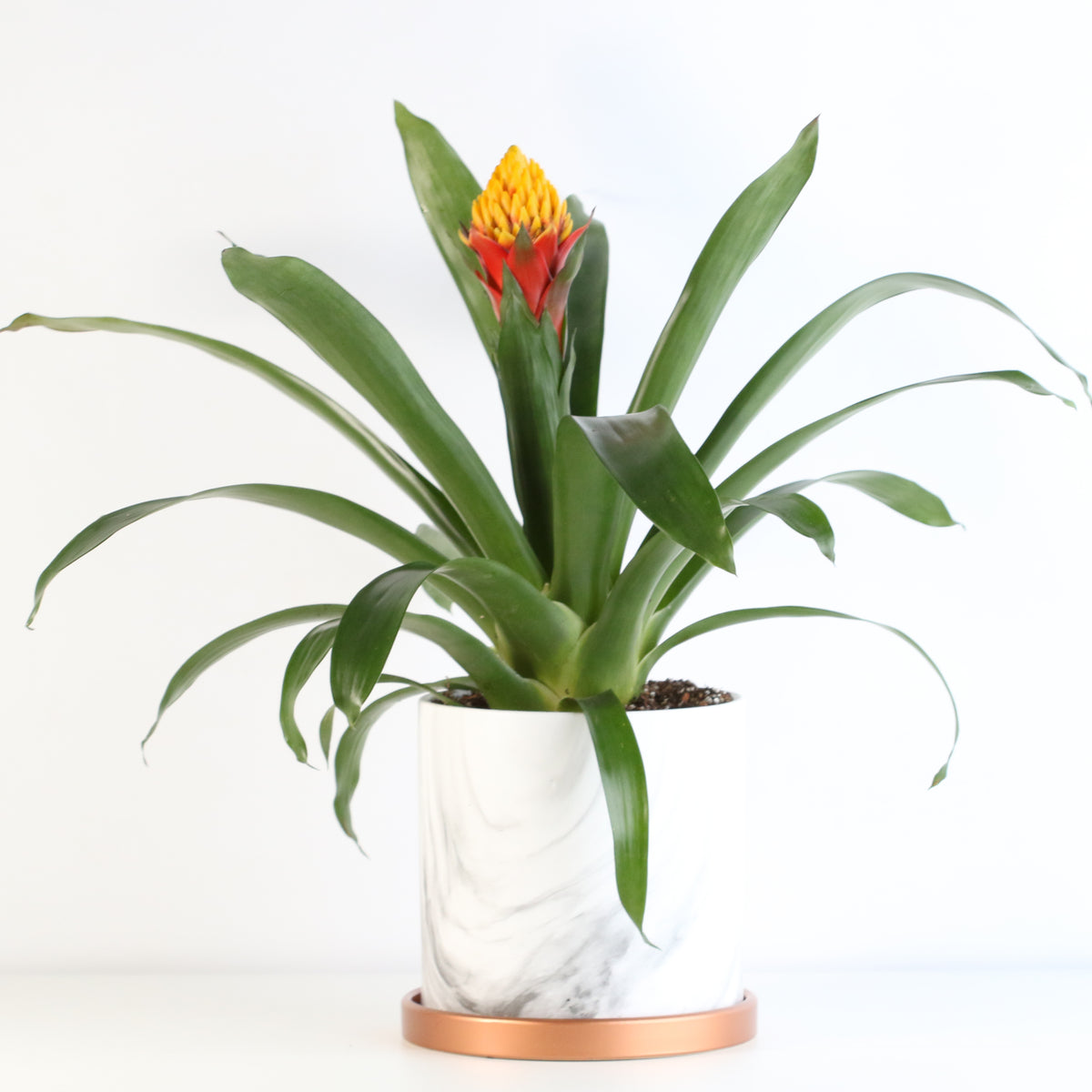 Guzmania Crown