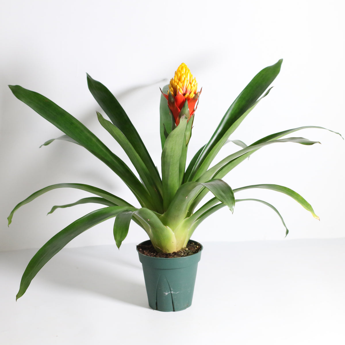 Guzmania Crown