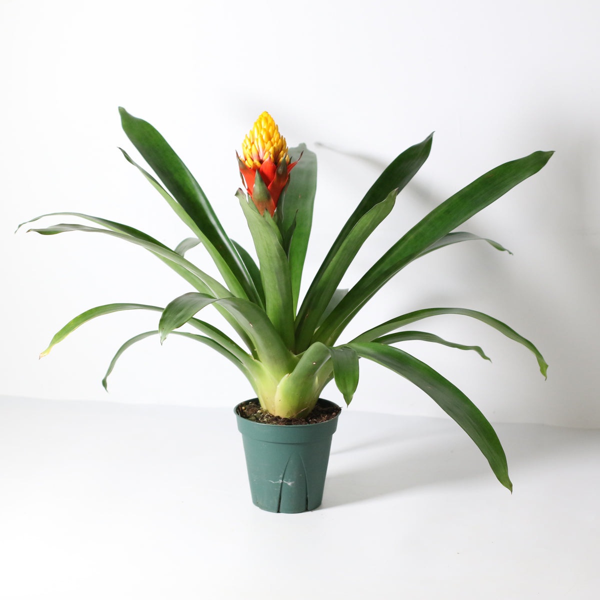 Guzmania Crown