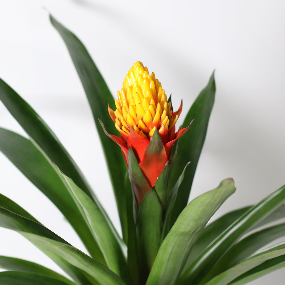 Guzmania Crown