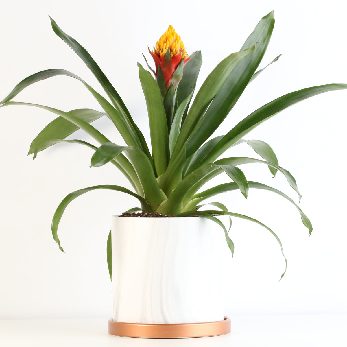 Guzmania Crown