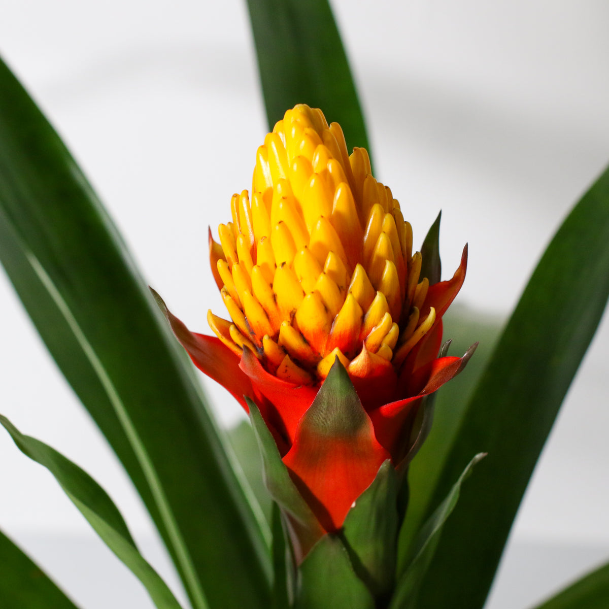 Guzmania Crown