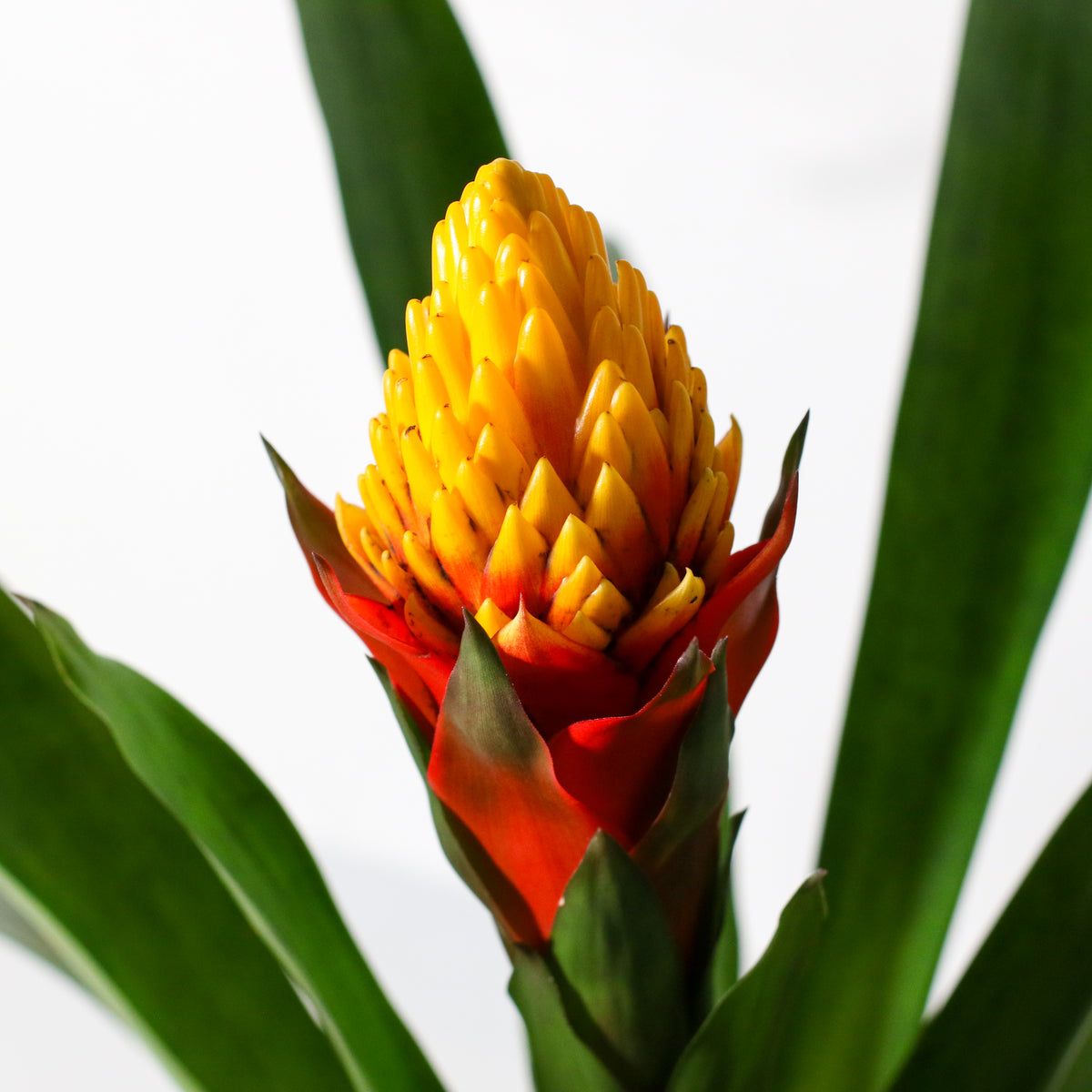 Guzmania Crown