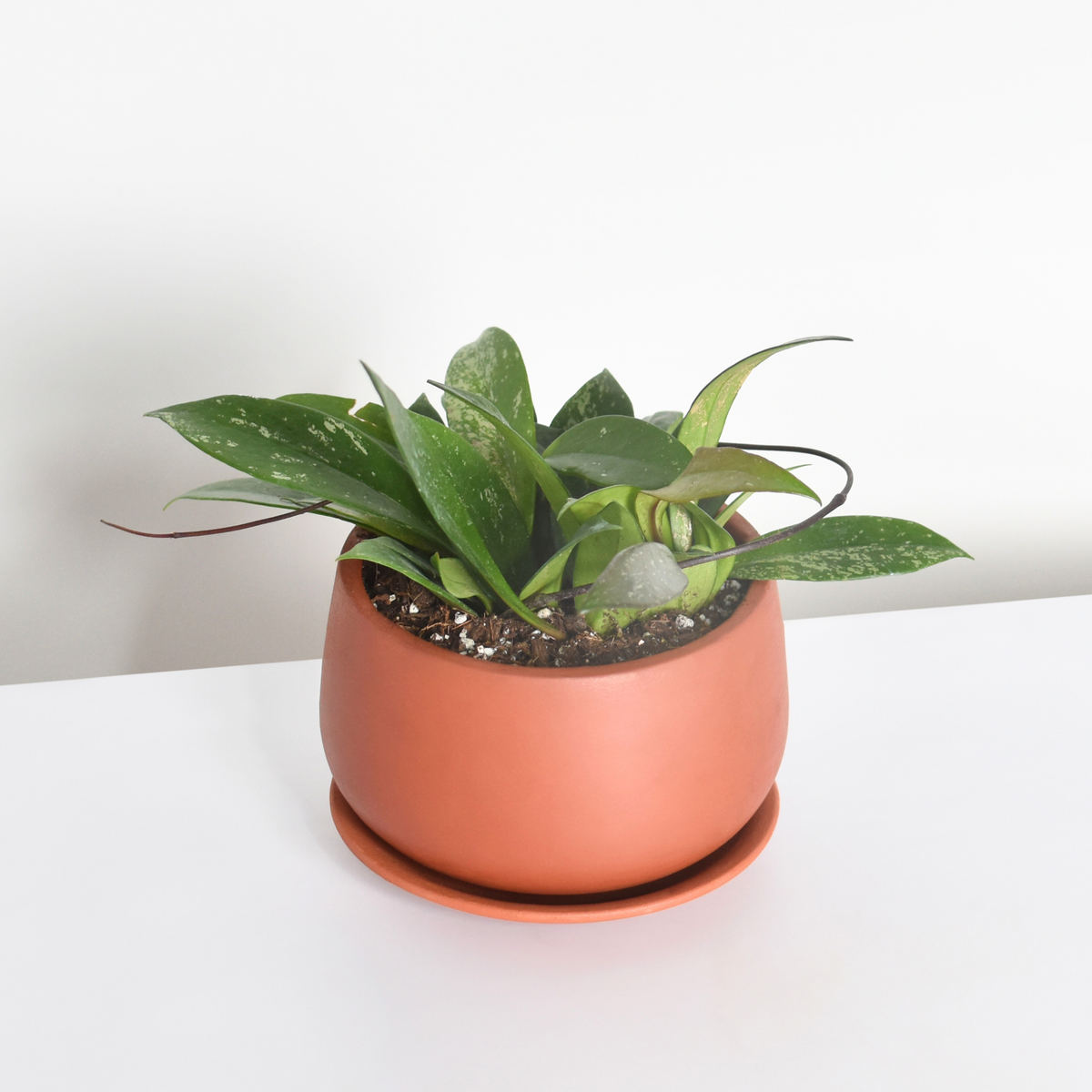 Hoya Pubicalyx Splash Vining Plant