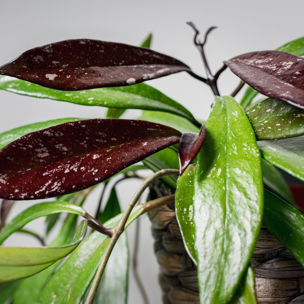 Hoya Pubicalyx Splash Vining Plant