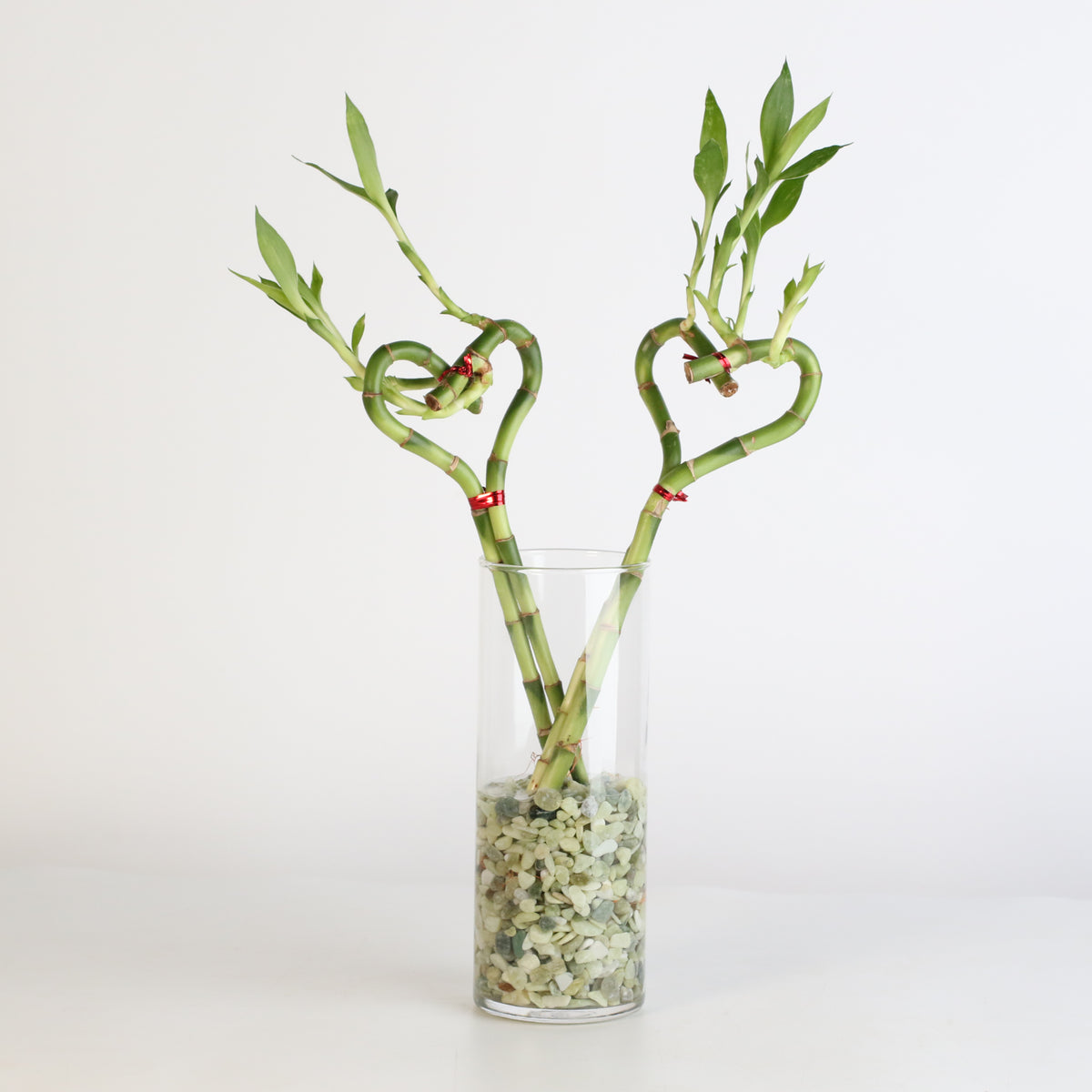 2 Lucky Bamboo Heart Stalks Water Plant in vase with rocks.