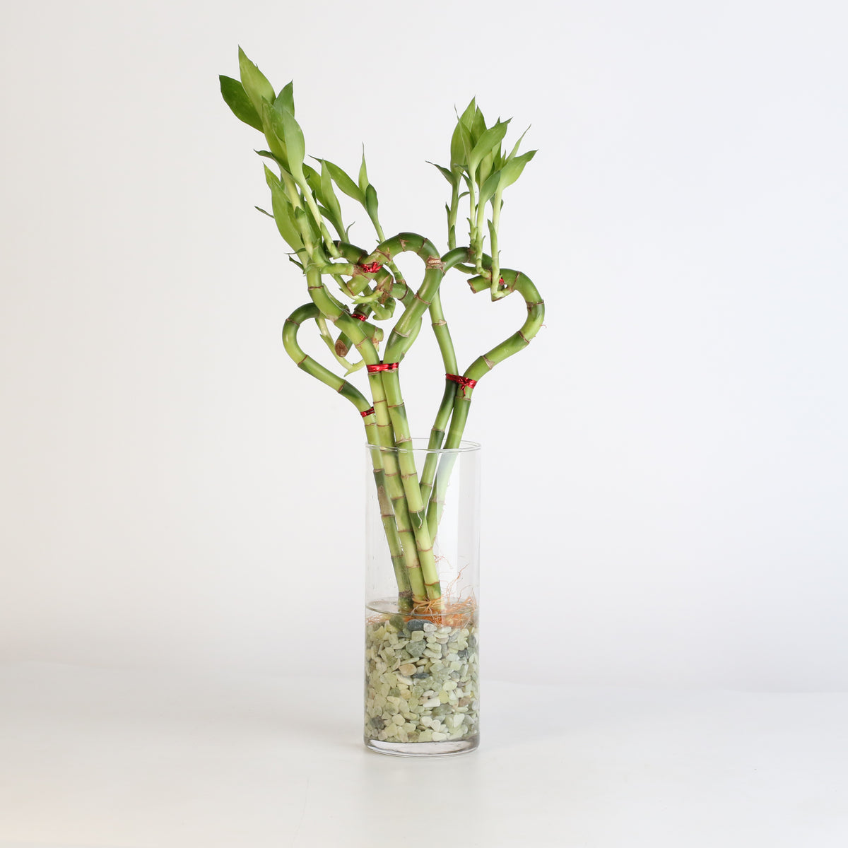 3 Lucky Bamboo Heart Stalks Water Plant in vase with rocks.