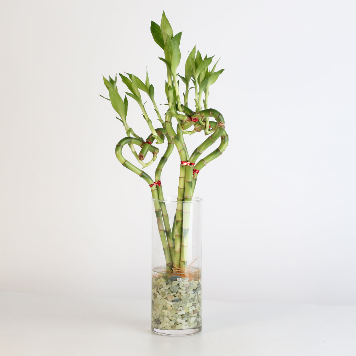 Lucky Bamboo Heart Stalks Water Plant
