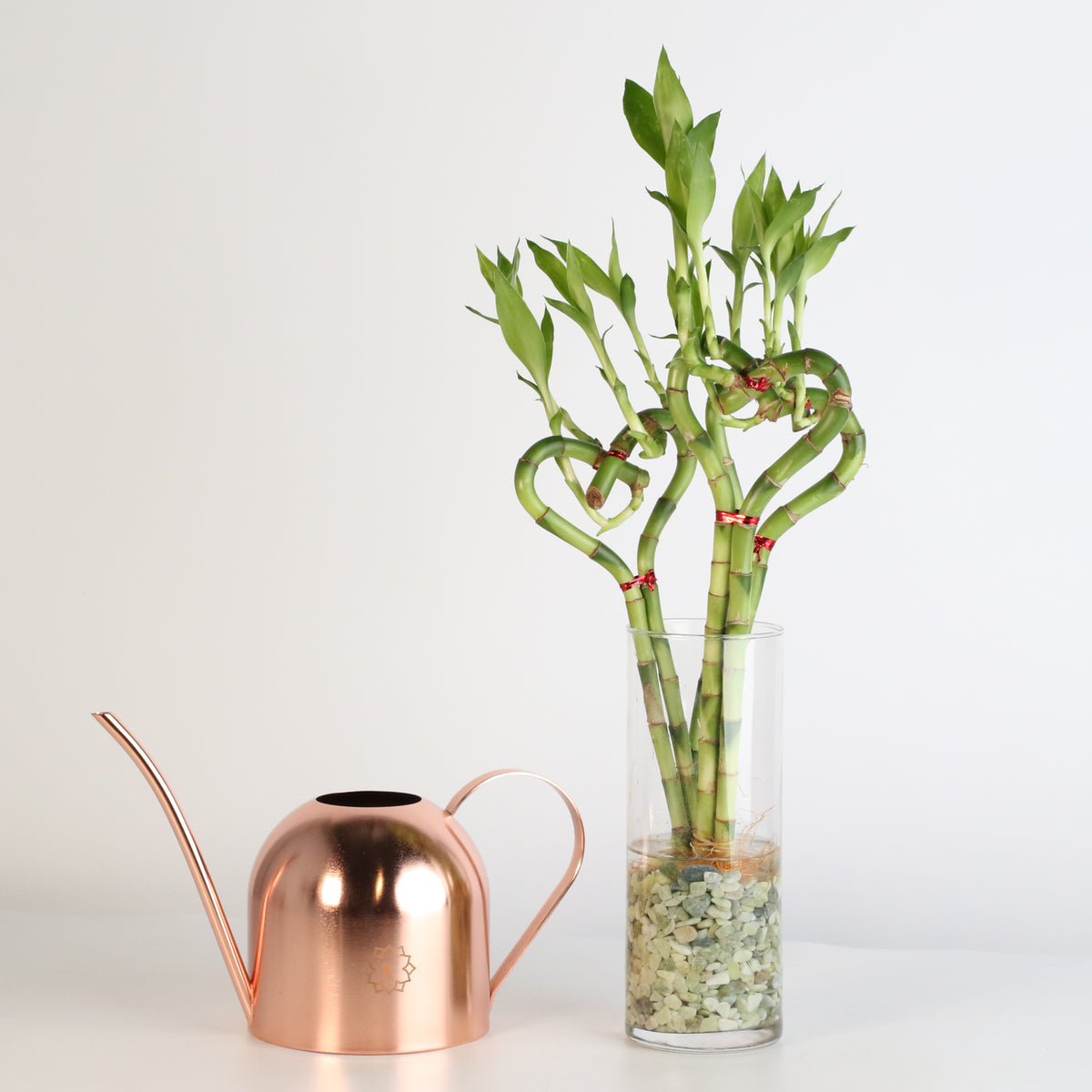 3 Lucky Bamboo Heart Stalks in vase.