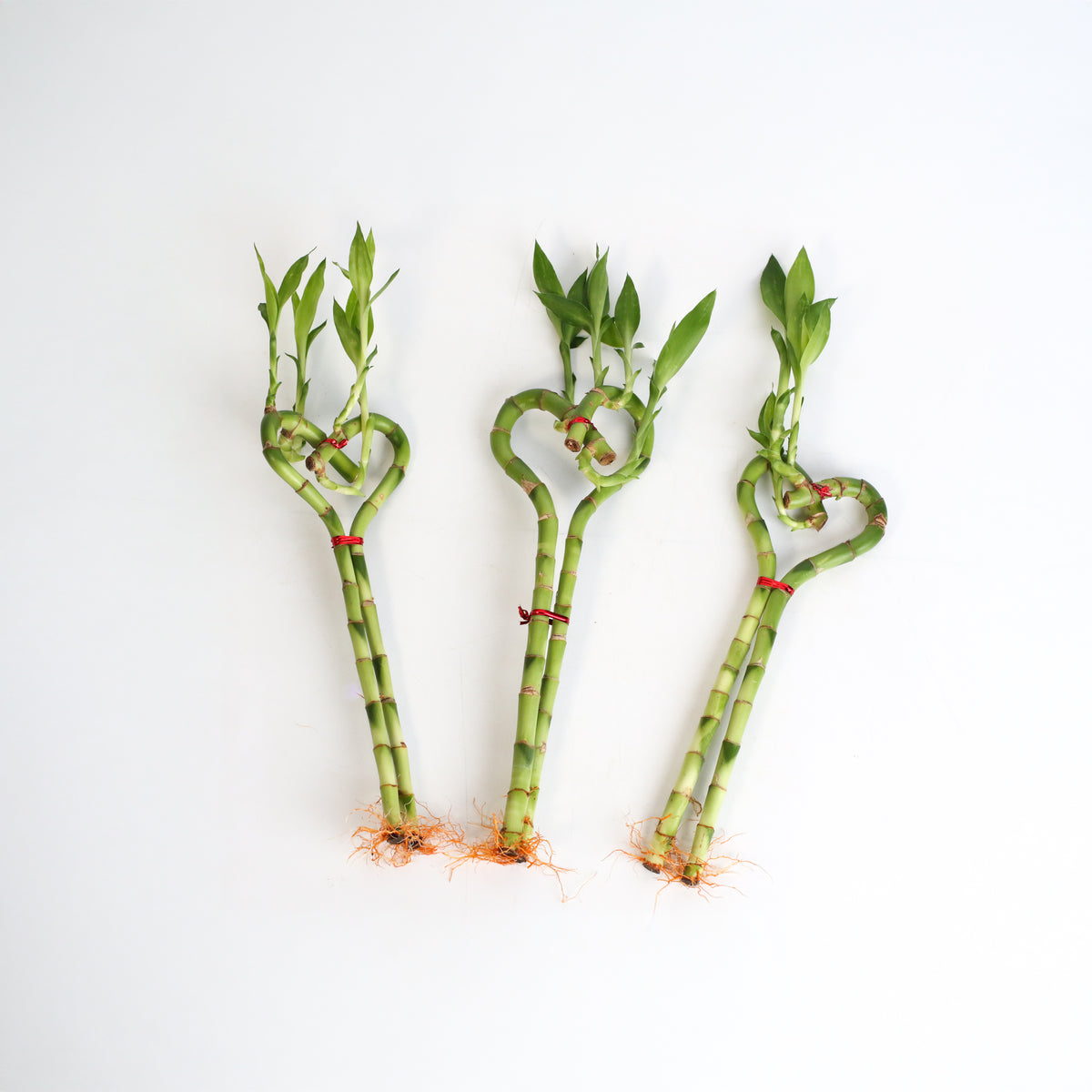 3 Heart Bamboo Stalks