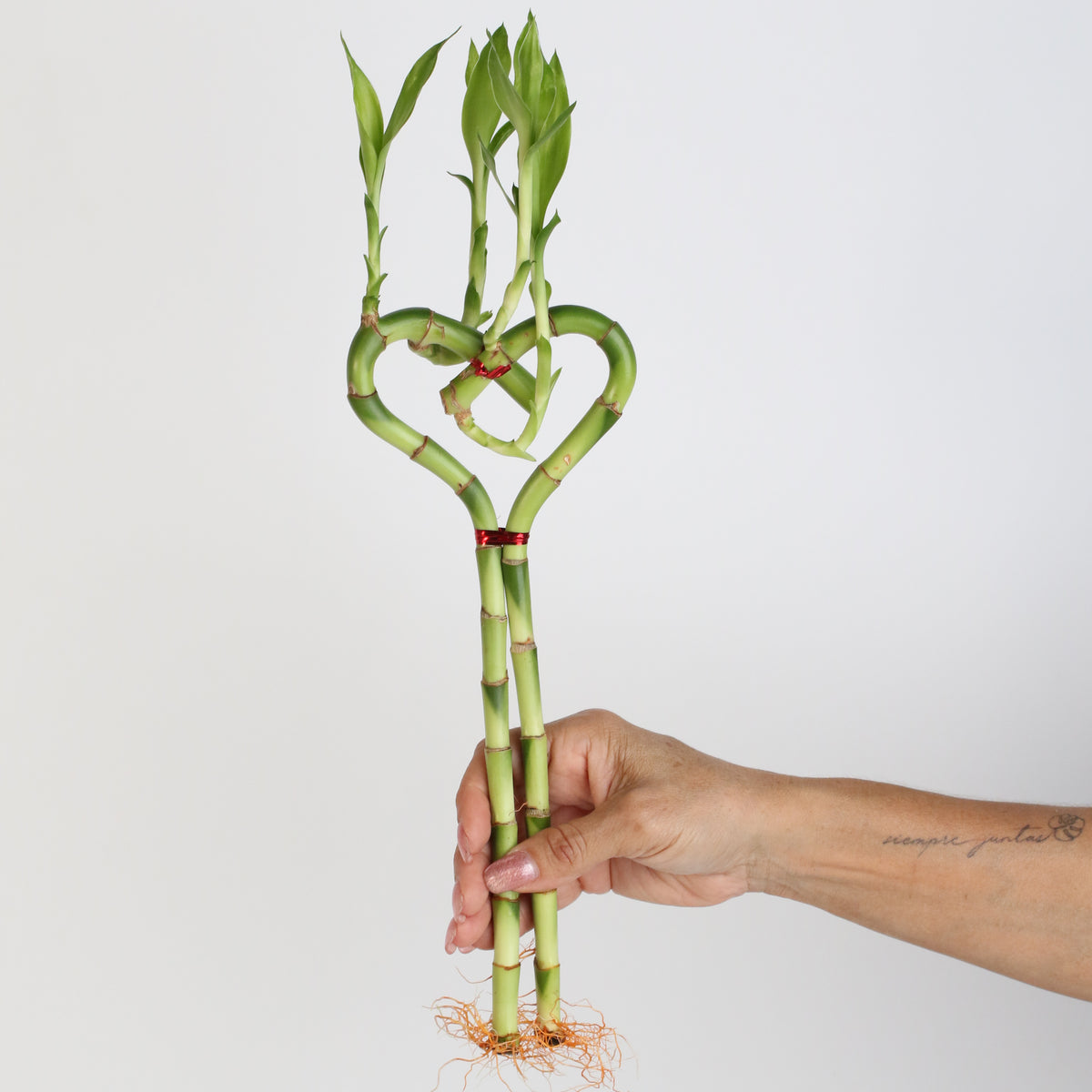 Lucky Bamboo Heart Stalks Water Plant in hand
