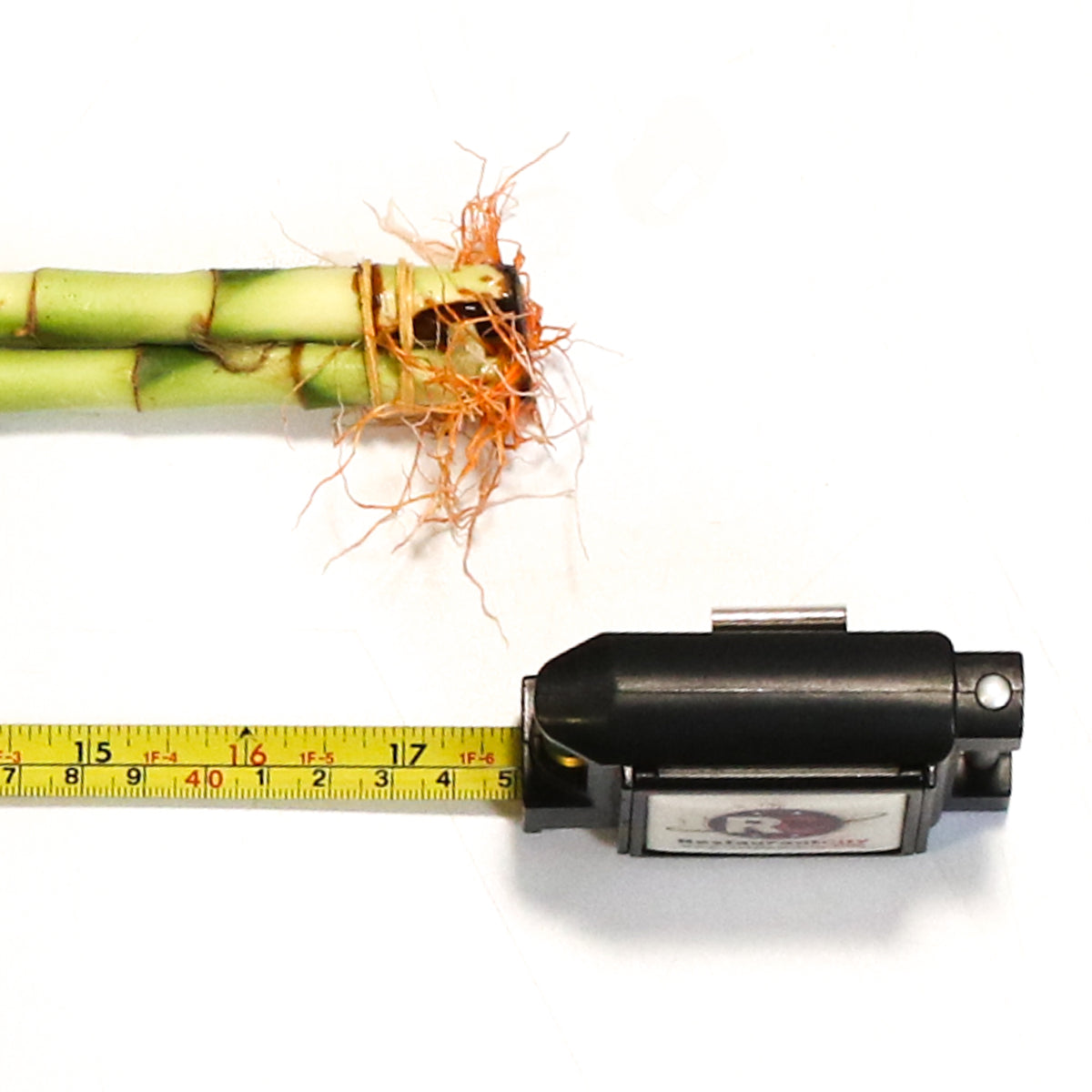 Heart Bamboo next to measuring tape