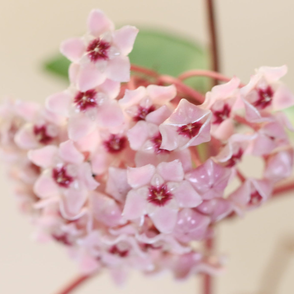 Hoya Krimson Queen Pink Plant