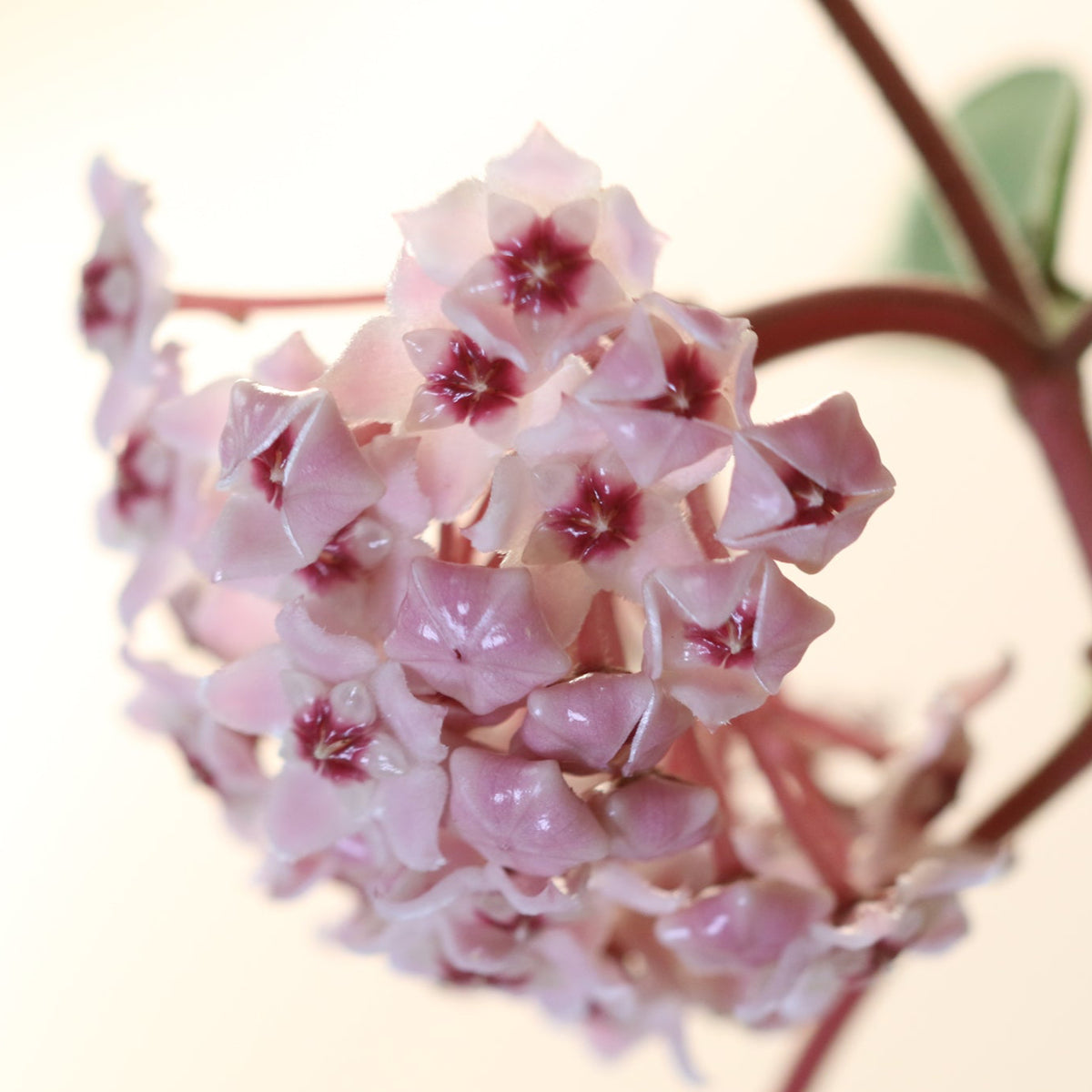 Hoya Krimson Queen Pink Plant