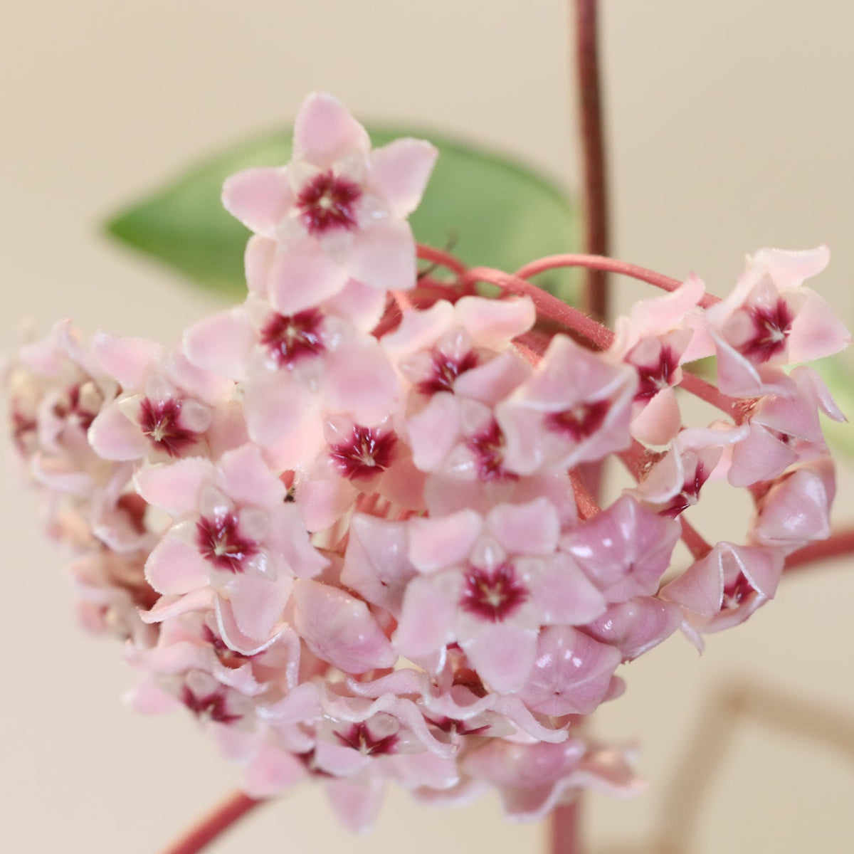 Hoya Krimson Queen Pink Plant