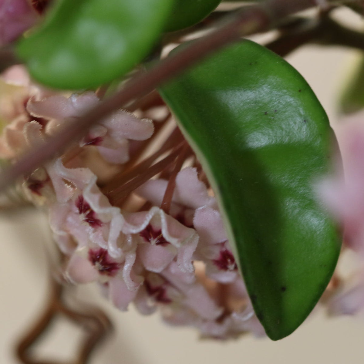 Hoya Krimson Queen Pink Plant