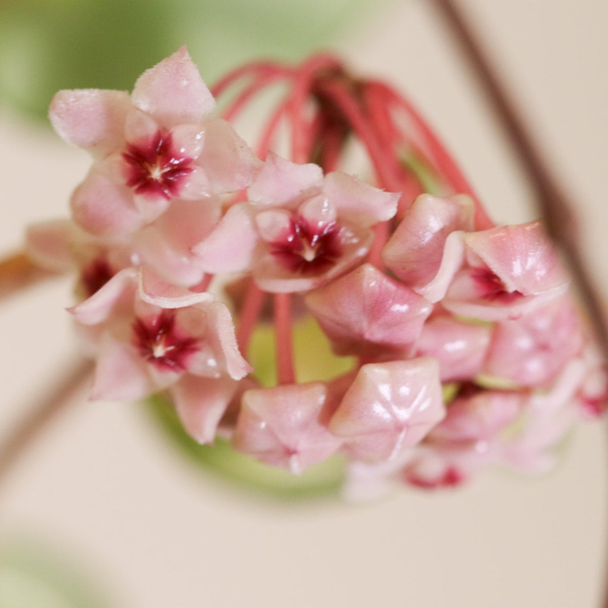Hoya Krimson Queen Pink Plant