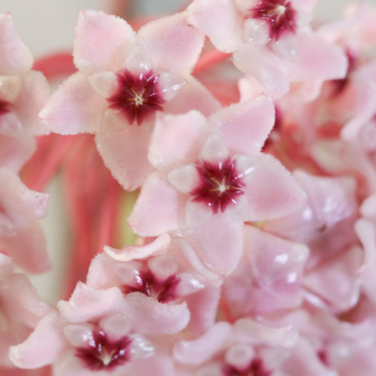 Hoya Krimson Queen Pink Plant