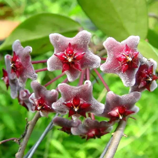 FLOWER OF HOYA BLACK MARGIN