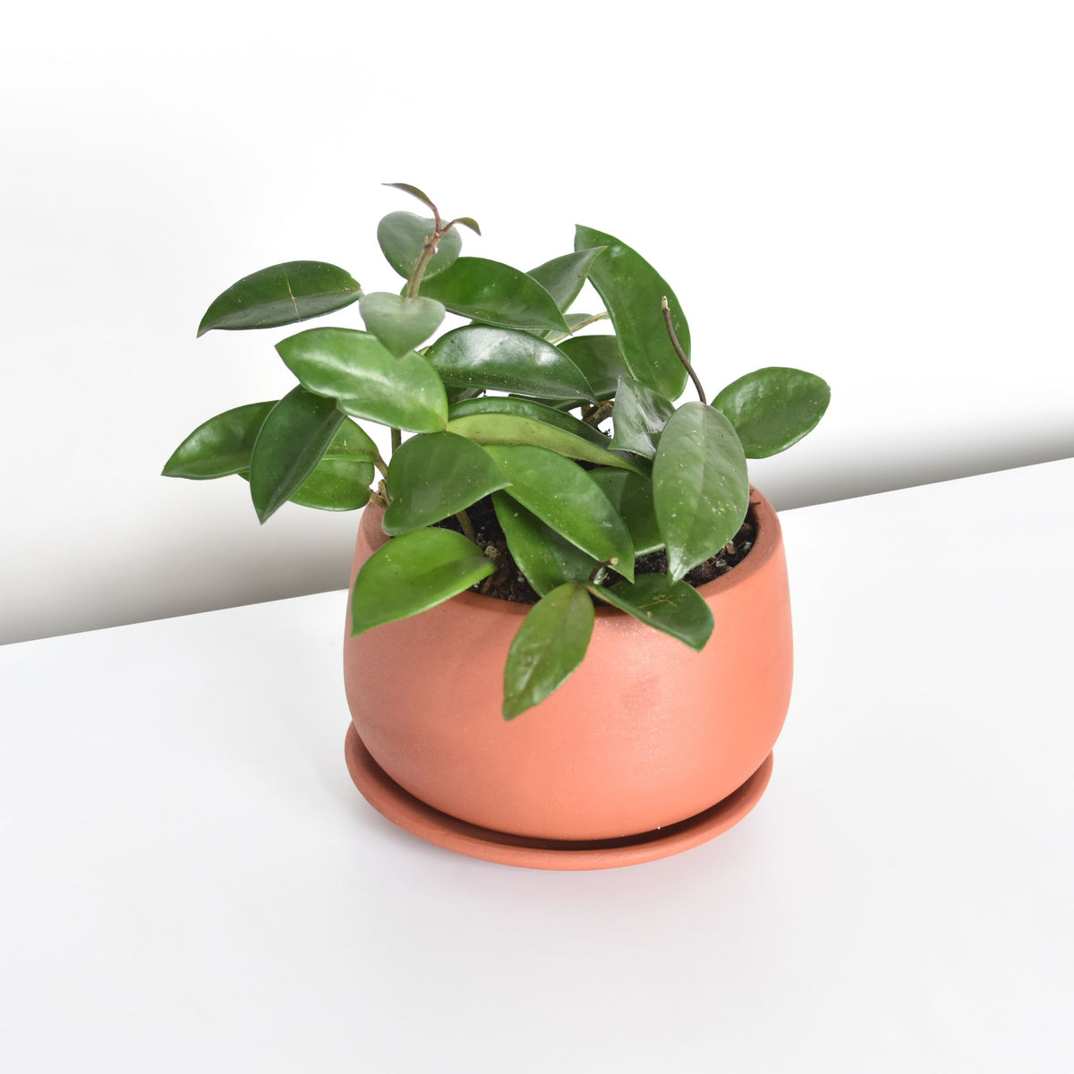 Hoya Carnosa Green Jade