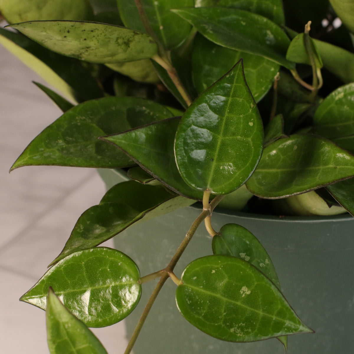 Hoya Black Margin leaf