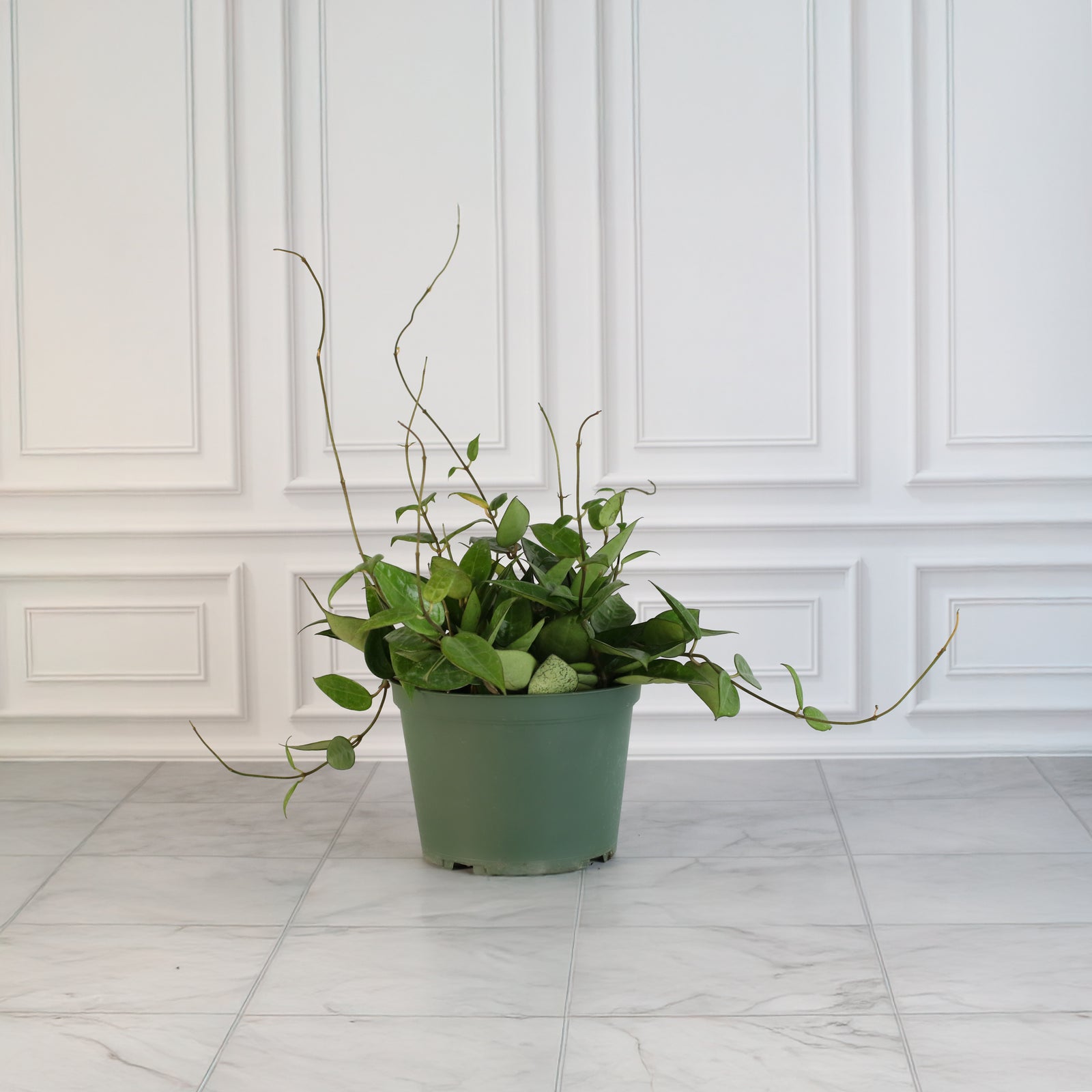 FLOWER OF HOYA BLACK MARGIN