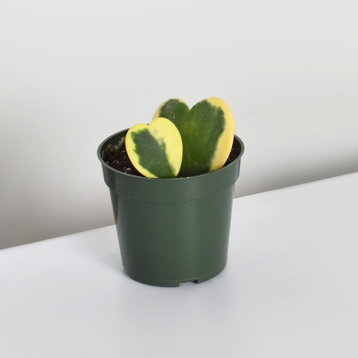 Hoya Kerrii 'Hearts' Variegated Vine