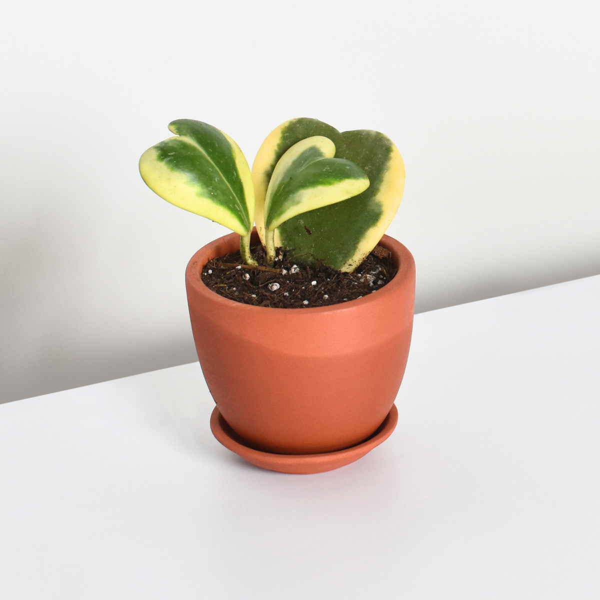 Hoya Kerrii 'Hearts' Variegated Vine