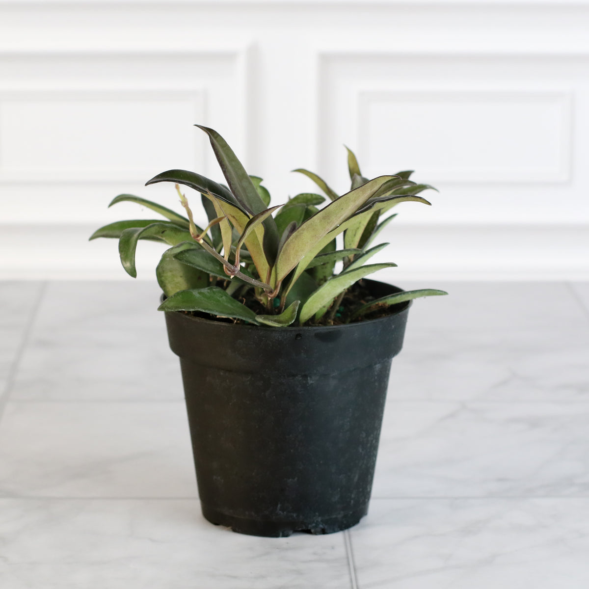 Hoya Rosita 4" Nursery