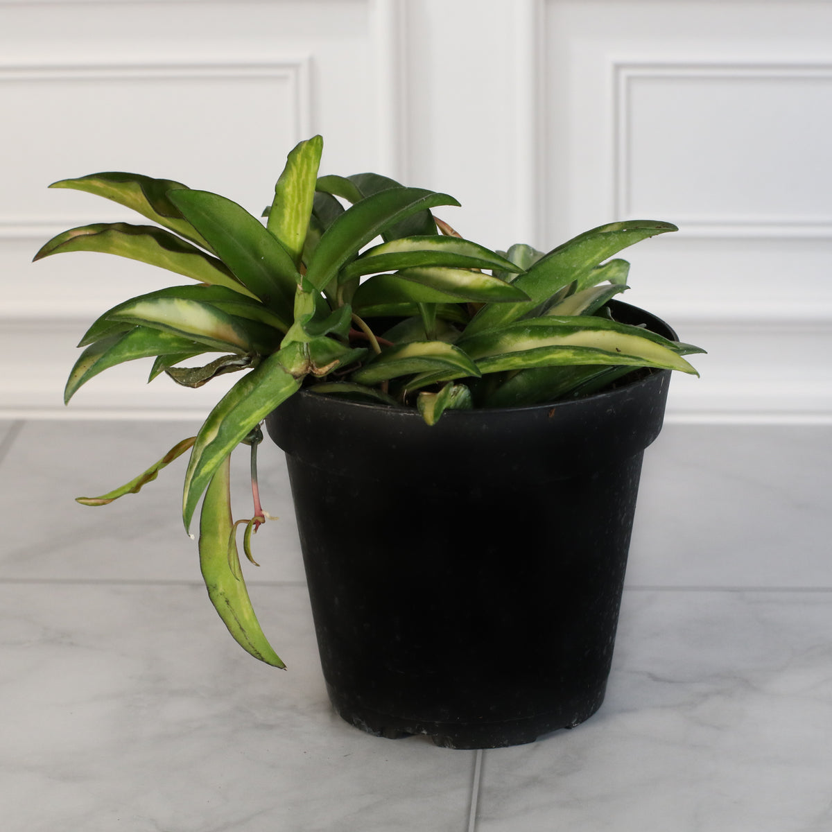 Hoya Wayetii Tricolor