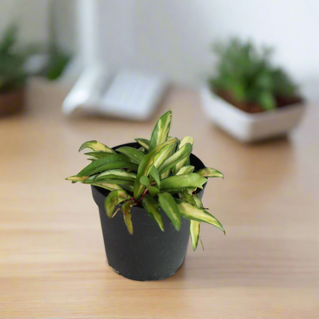 Hoya Wayetii Tricolor