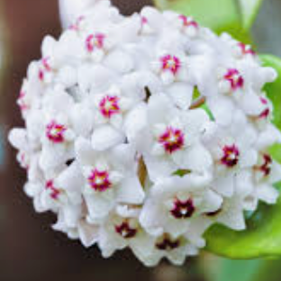 Hoya Carnosa and Pubicalyx Bundle