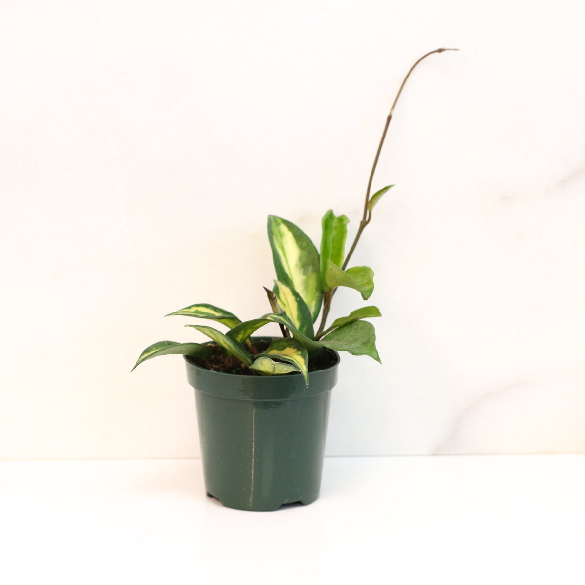 Hoya Krimson Princess Pink Plant