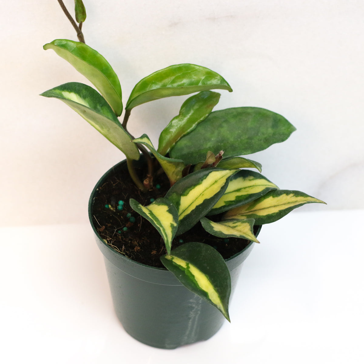 Hoya Krimson Princess Pink Plant