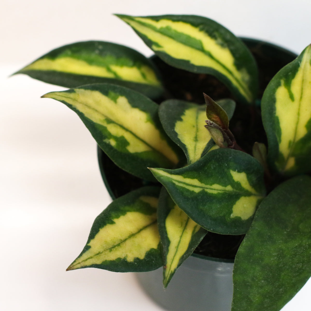 Hoya Krimson Princess Pink Plant