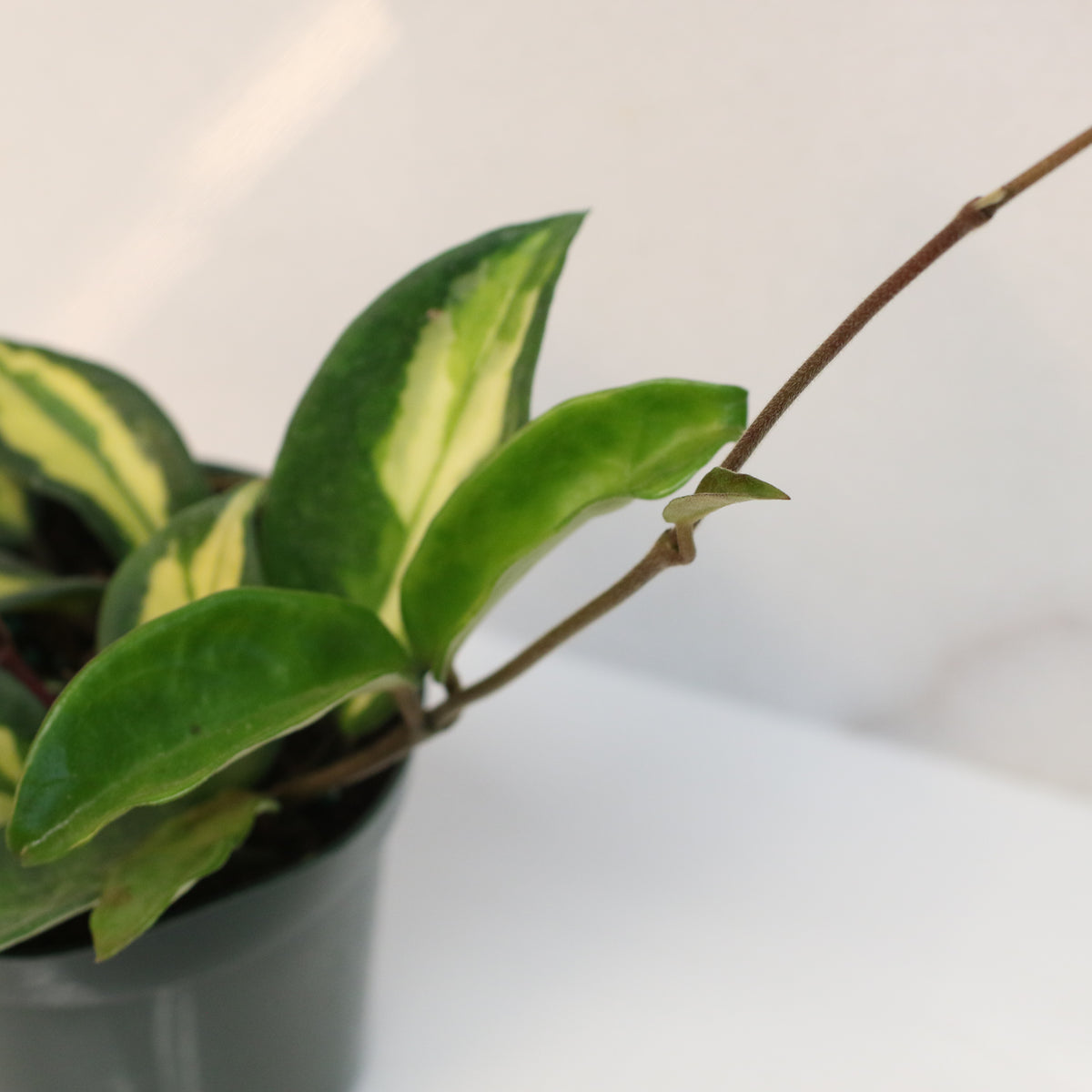 Hoya Krimson Princess Pink Plant