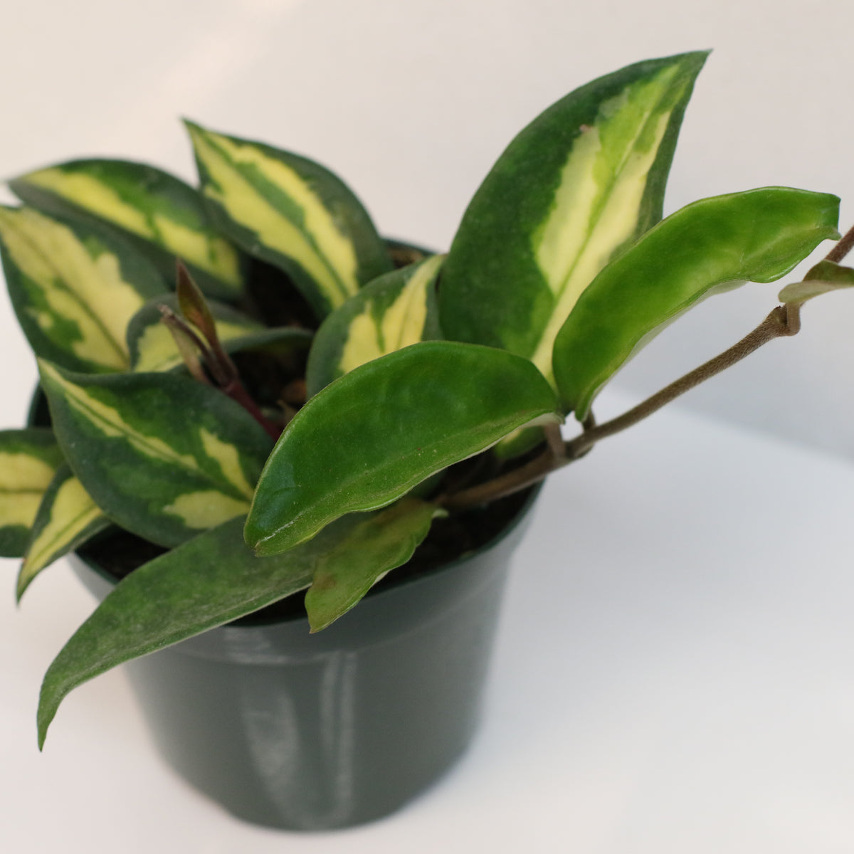 Hoya Krimson Princess Pink Plant