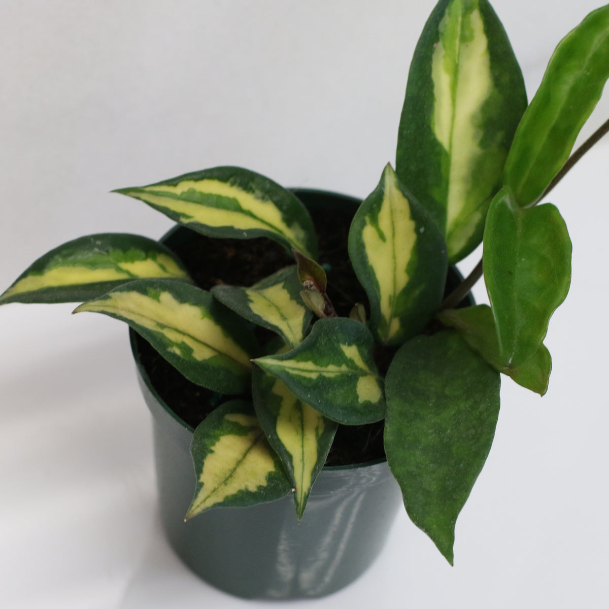 Hoya Krimson Princess Pink Plant