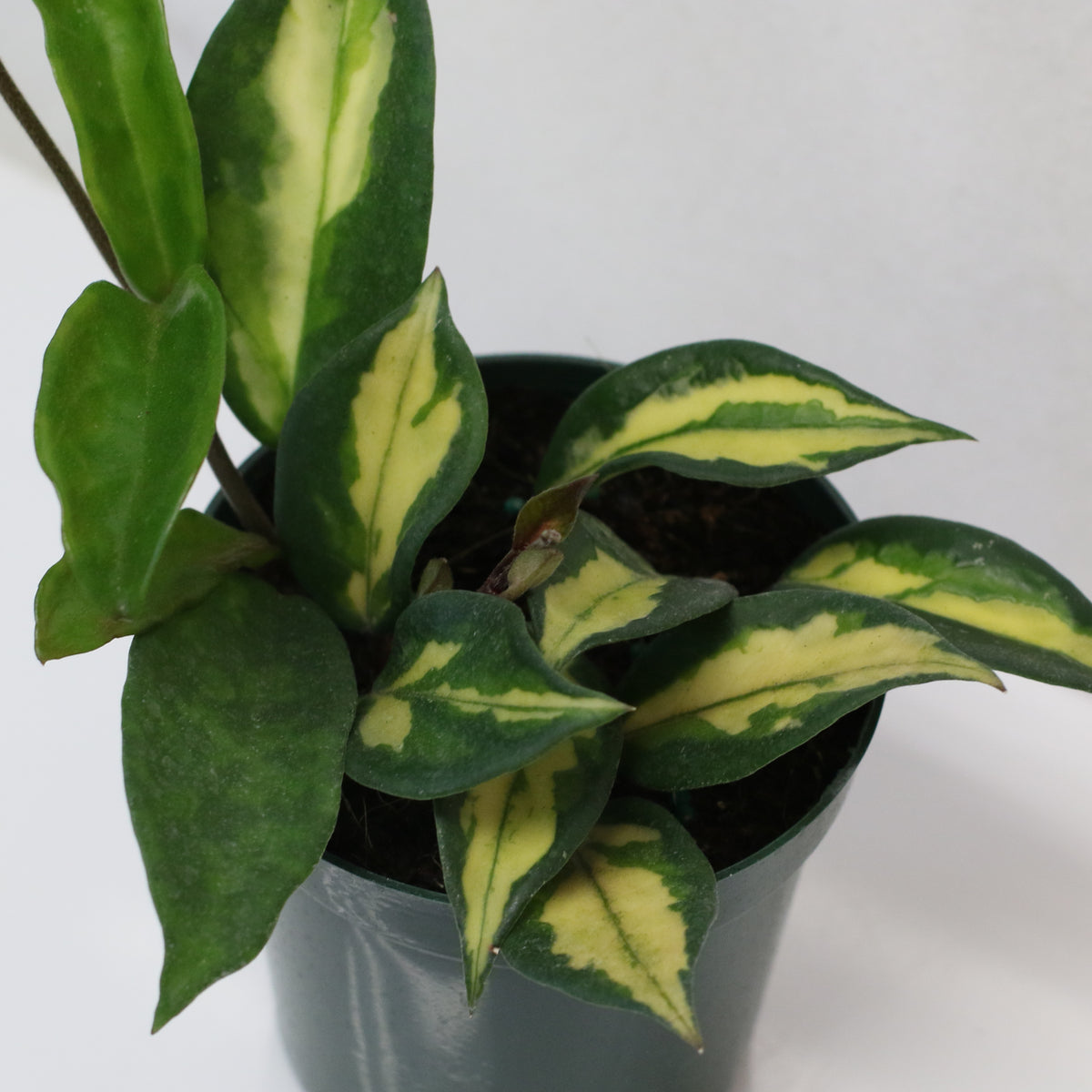 Hoya Krimson Princess Pink Plant